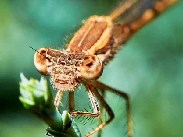 Портрет коричневой стрекозы — стоковое фото