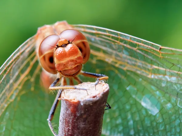 Portrait of a red dragonfly — Stock Photo, Image