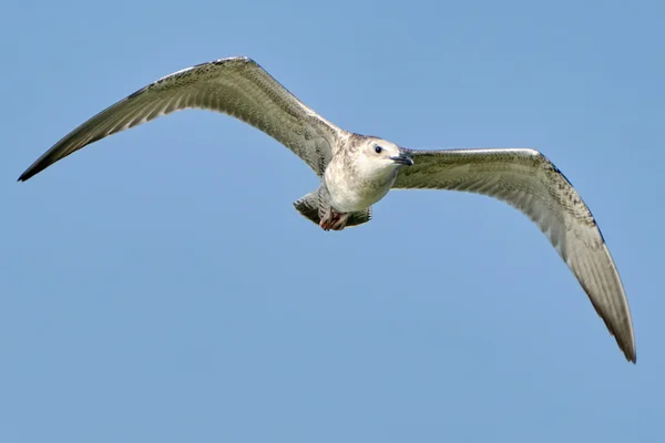 Gabbiano comune in volo — Foto Stock