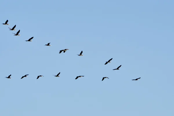 Bando de corvos-marinhos — Fotografia de Stock