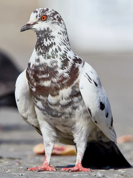 Portrait d'un pigeon — Photo