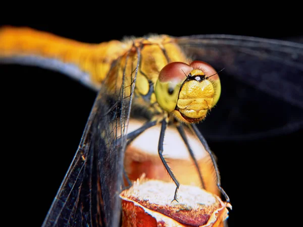 Dragonfly in the garden — Stock Photo, Image