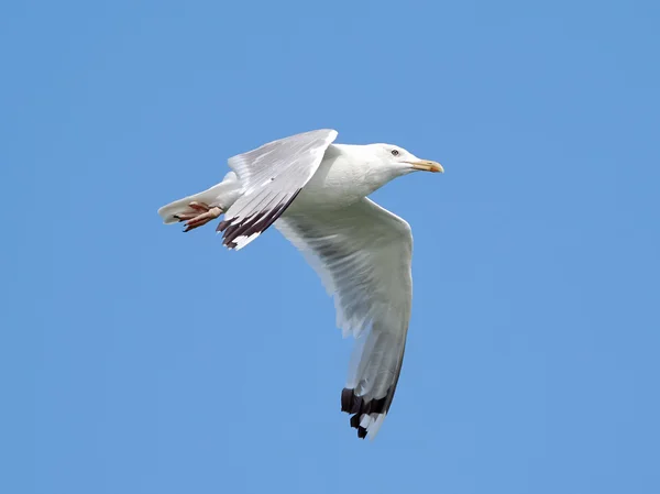 Gabbiano bianco in volo — Foto Stock