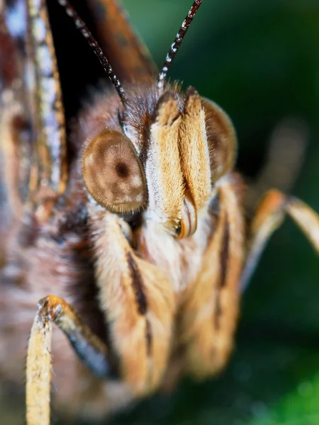 Porträt eines Schmetterlings — Stockfoto