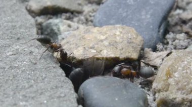 Karıncalar onun yuva çalışma