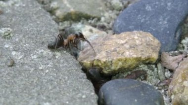 Karıncalar onun yuva çalışma