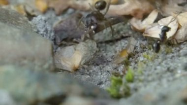 Karıncalar onun yuva çalışma