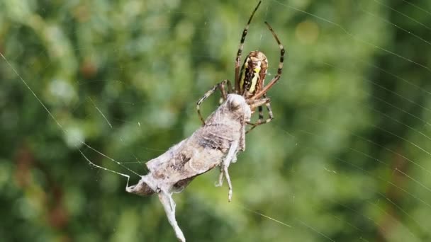Pavouk s kořistí kobylka — Stock video