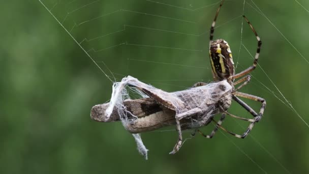 Aranha com presa de gafanhoto — Vídeo de Stock