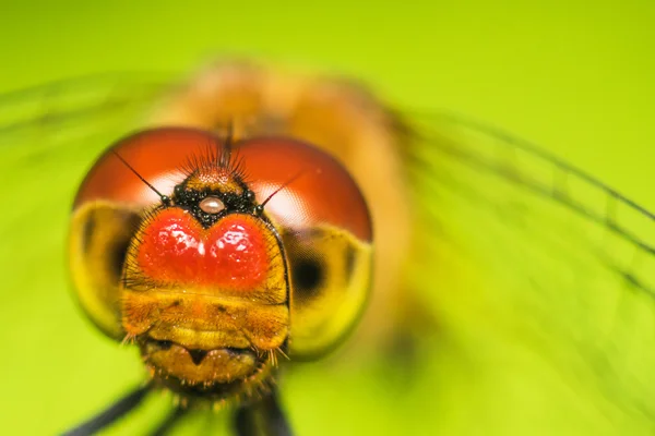 Dragonfly — Stock Photo, Image