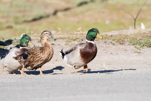 Patos na aldeia — Fotografia de Stock