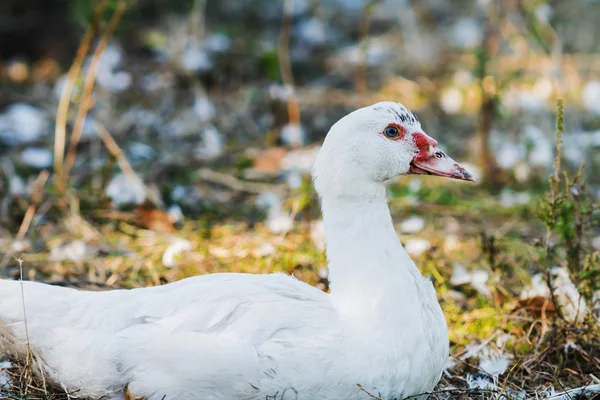 Vit anka — Stockfoto