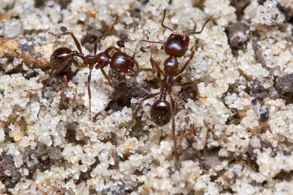 Two ants — Stock Photo, Image