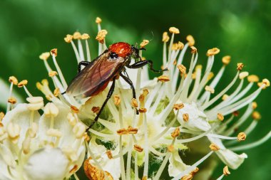 Beetle on a flowering ash tree