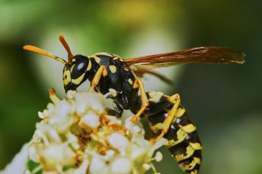Wasp on a flowering tree