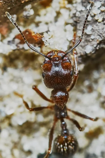 Μυρμήγκι εκτός στον κήπο — Φωτογραφία Αρχείου