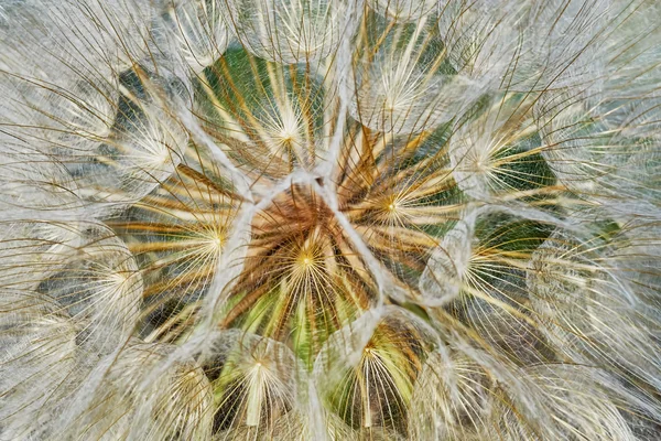 Dente di leone primo piano — Foto Stock