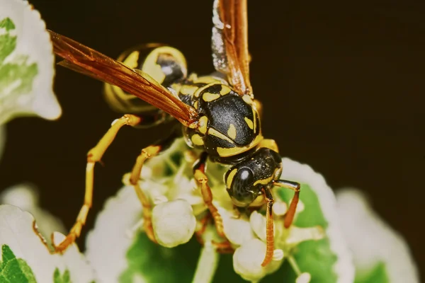 Wasp on a flowering tree — Stok fotoğraf