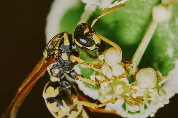 Wasp on a flowering tree — Zdjęcie stockowe
