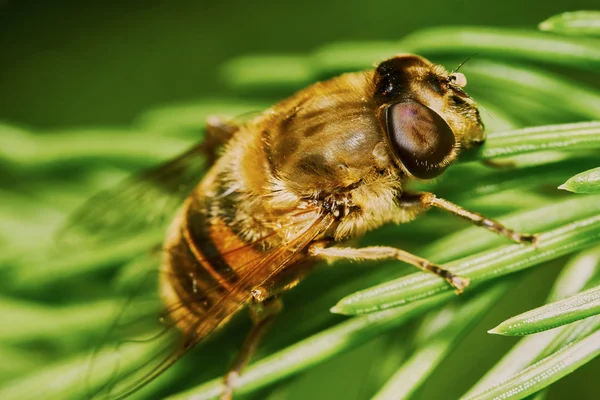 Bee on the branch of fir — 스톡 사진