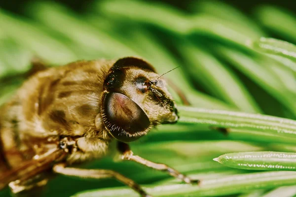 Bee on the branch of fir — 스톡 사진