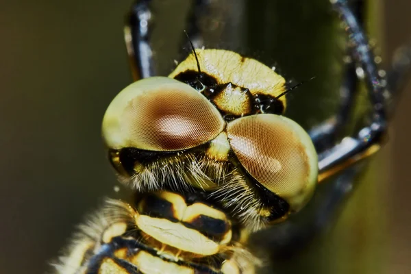 The head of a dragonfly — Stock Photo, Image
