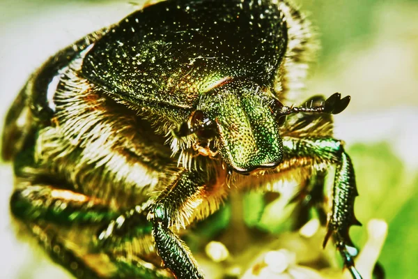 Green chafer — Stock Photo, Image