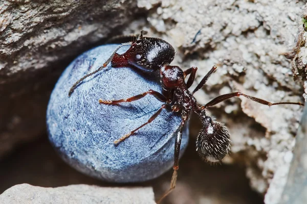 Ant outside in the garden — Stock Photo, Image