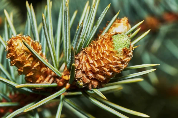 Framväxande fir kon — Stockfoto