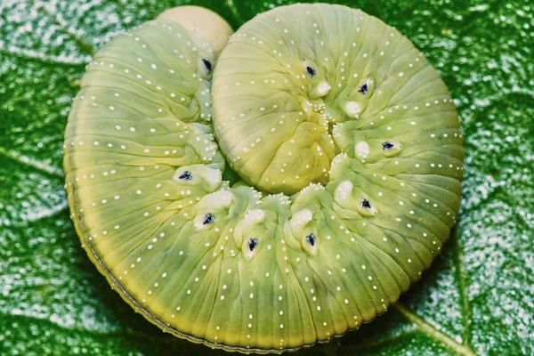 Green caterpillar — Stock Photo, Image