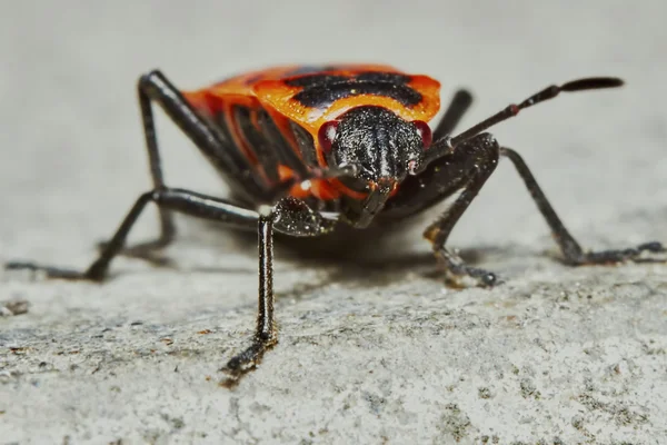 Pyrrhocoridae wingless — Zdjęcie stockowe