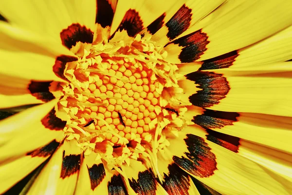 Vespa em uma árvore de floração i — Fotografia de Stock