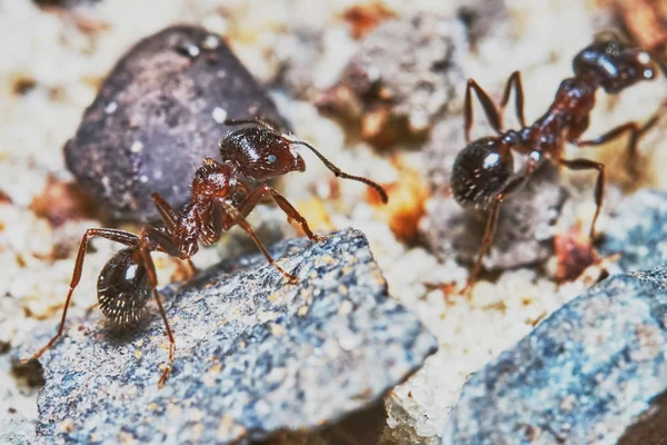 Two ants — Stock Photo, Image