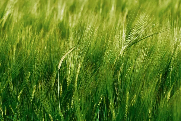 Green field of barley — Stock Photo, Image