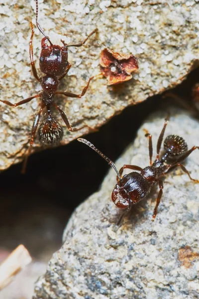 Två myror — Stockfoto
