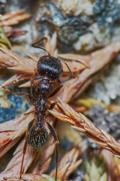 Ameise draußen im Garten — Stockfoto