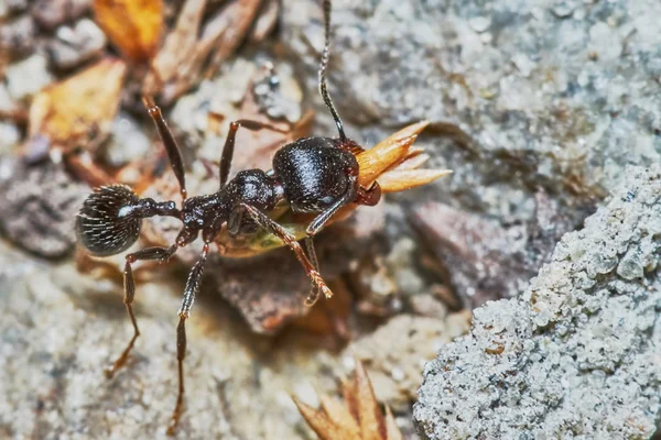 Ant outside in the garden — Stock Photo, Image