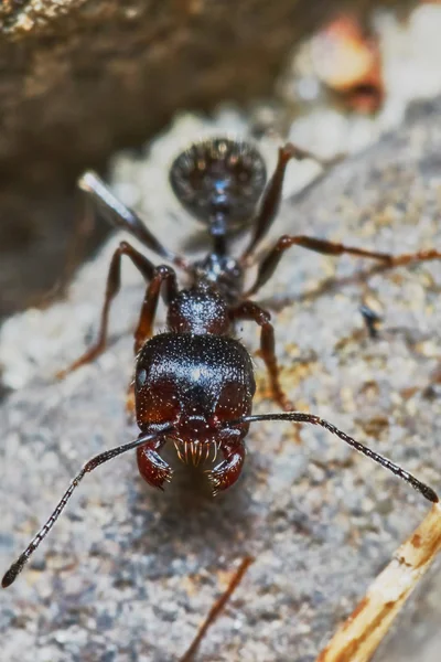 Ant buiten in de tuin — Stockfoto