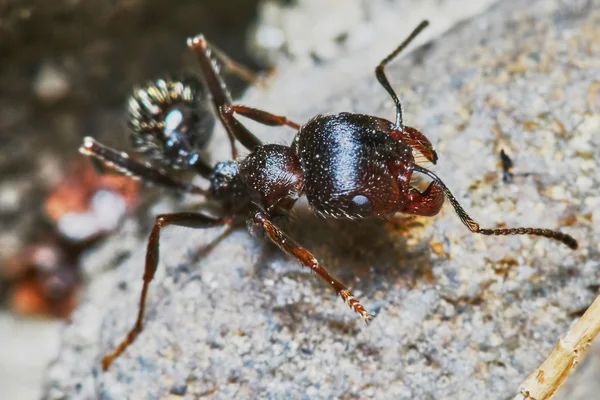 Ant outside in the garden — Stock Photo, Image
