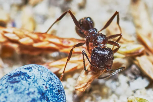 Ant outside in the garden — Stock Photo, Image