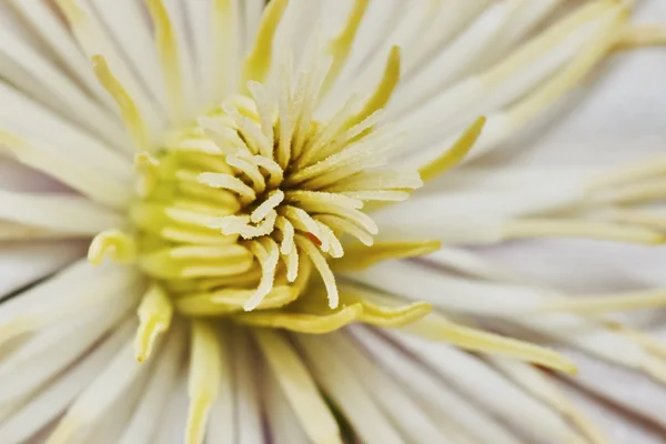 Close-up yellow clematis — Stockfoto