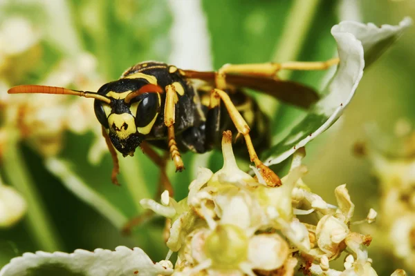 Avispa en un árbol con flores —  Fotos de Stock