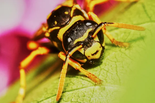 Wasp sitting on a leaf i — Zdjęcie stockowe