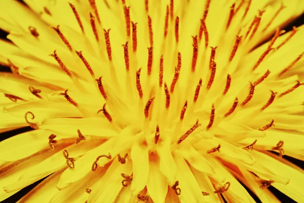 Dente-de-leão amarelo — Fotografia de Stock