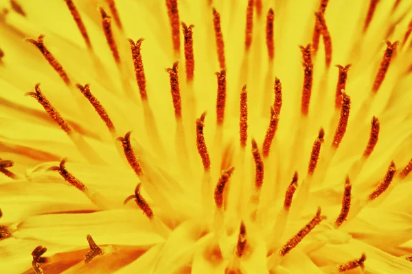 Dente-de-leão amarelo — Fotografia de Stock