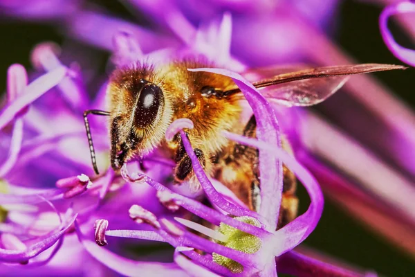 Allium szamárnak — Stock Fotó