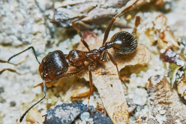 Ant luar di taman — Stok Foto
