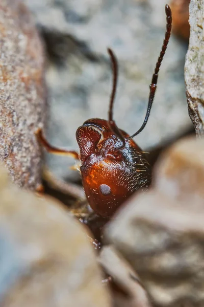 정원에서 외부 개미 — 스톡 사진