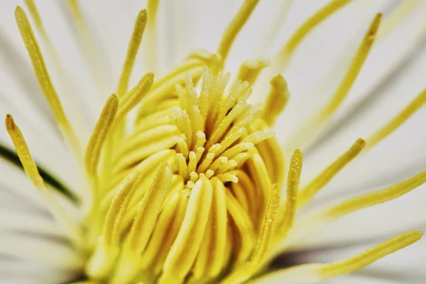 Close-up yellow clematis — Stockfoto