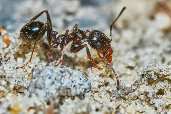 Ameise draußen im Garten — Stockfoto